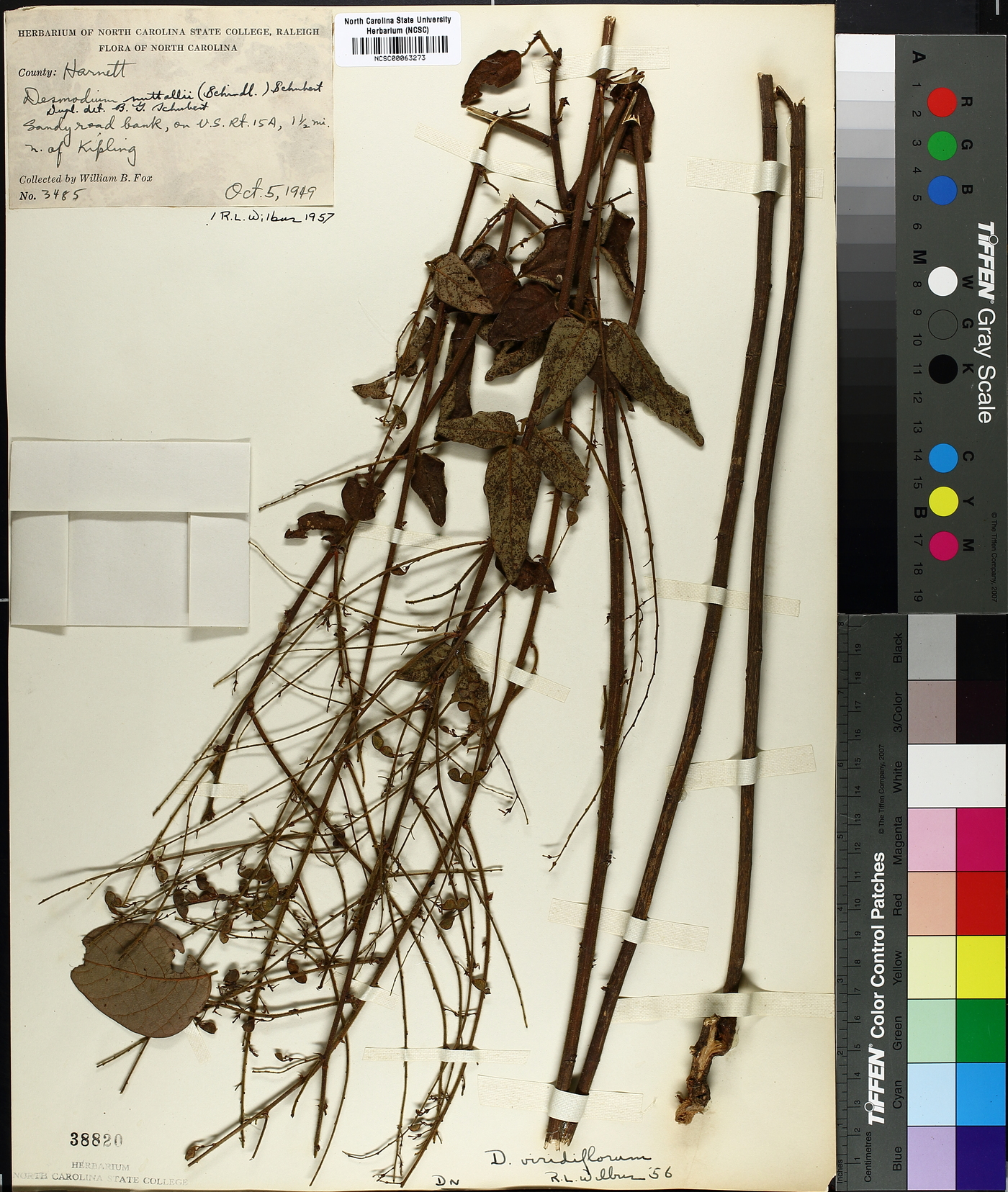 Desmodium nuttallii image