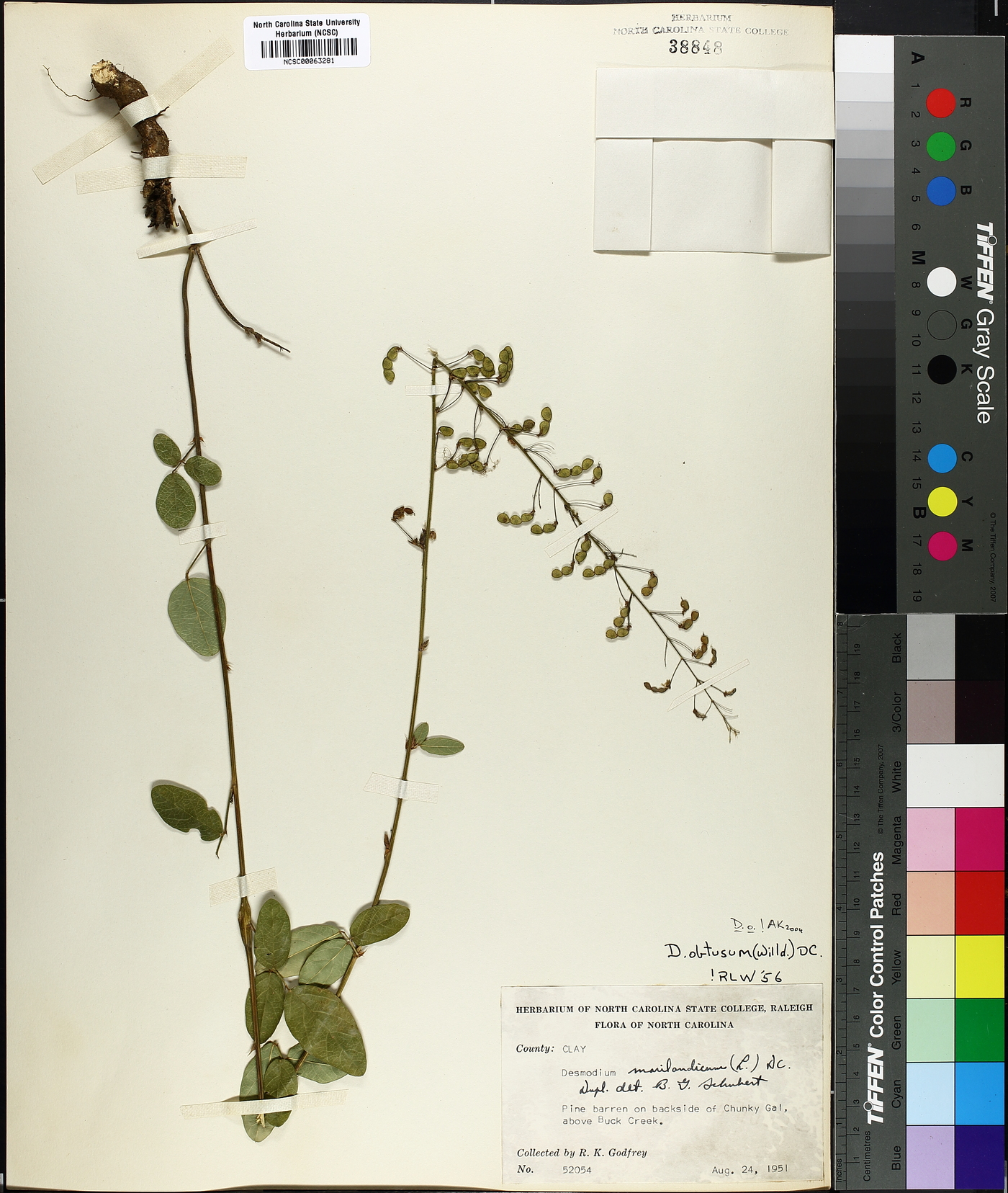 Desmodium obtusum image