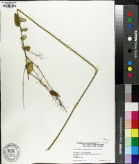 Desmodium obtusum image