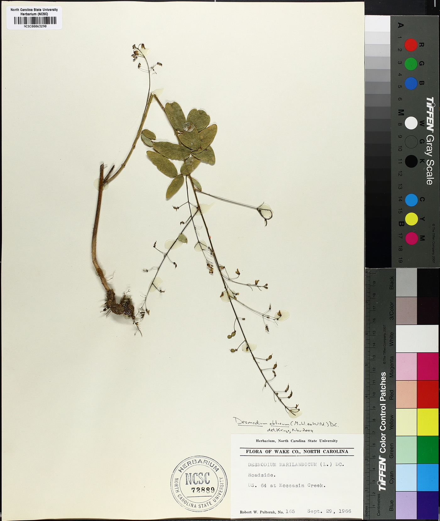 Desmodium obtusum image