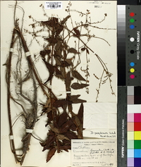 Desmodium perplexum image