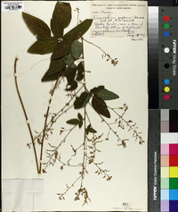 Desmodium perplexum image