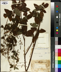 Desmodium perplexum image