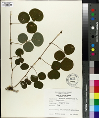 Desmodium rotundifolium image