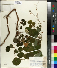 Desmodium rotundifolium image