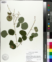 Desmodium rotundifolium image