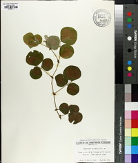 Desmodium rotundifolium image