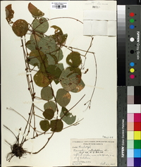 Desmodium rotundifolium image