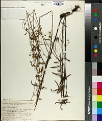 Desmodium strictum image