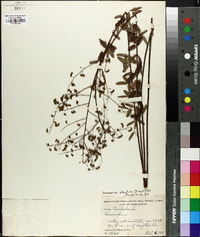 Desmodium strictum image