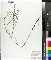 Desmodium strictum image