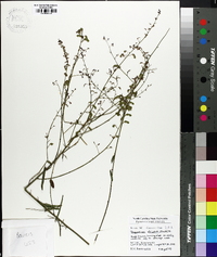 Desmodium strictum image