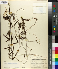 Desmodium strictum image