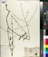 Desmodium strictum image