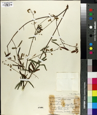 Desmodium strictum image