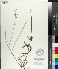 Desmodium tenuifolium image