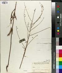 Desmodium tenuifolium image