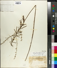 Desmodium tenuifolium image