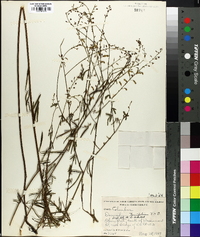 Desmodium tenuifolium image