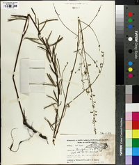 Desmodium tenuifolium image