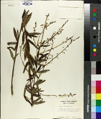 Desmodium tenuifolium image