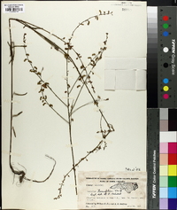 Desmodium tenuifolium image