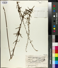 Desmodium tenuifolium image