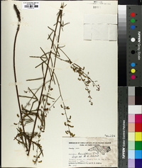 Desmodium tenuifolium image