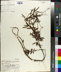 Desmodium tenuifolium image