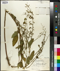 Desmodium tortuosum image