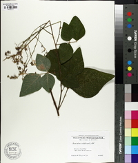 Desmodium viridiflorum image