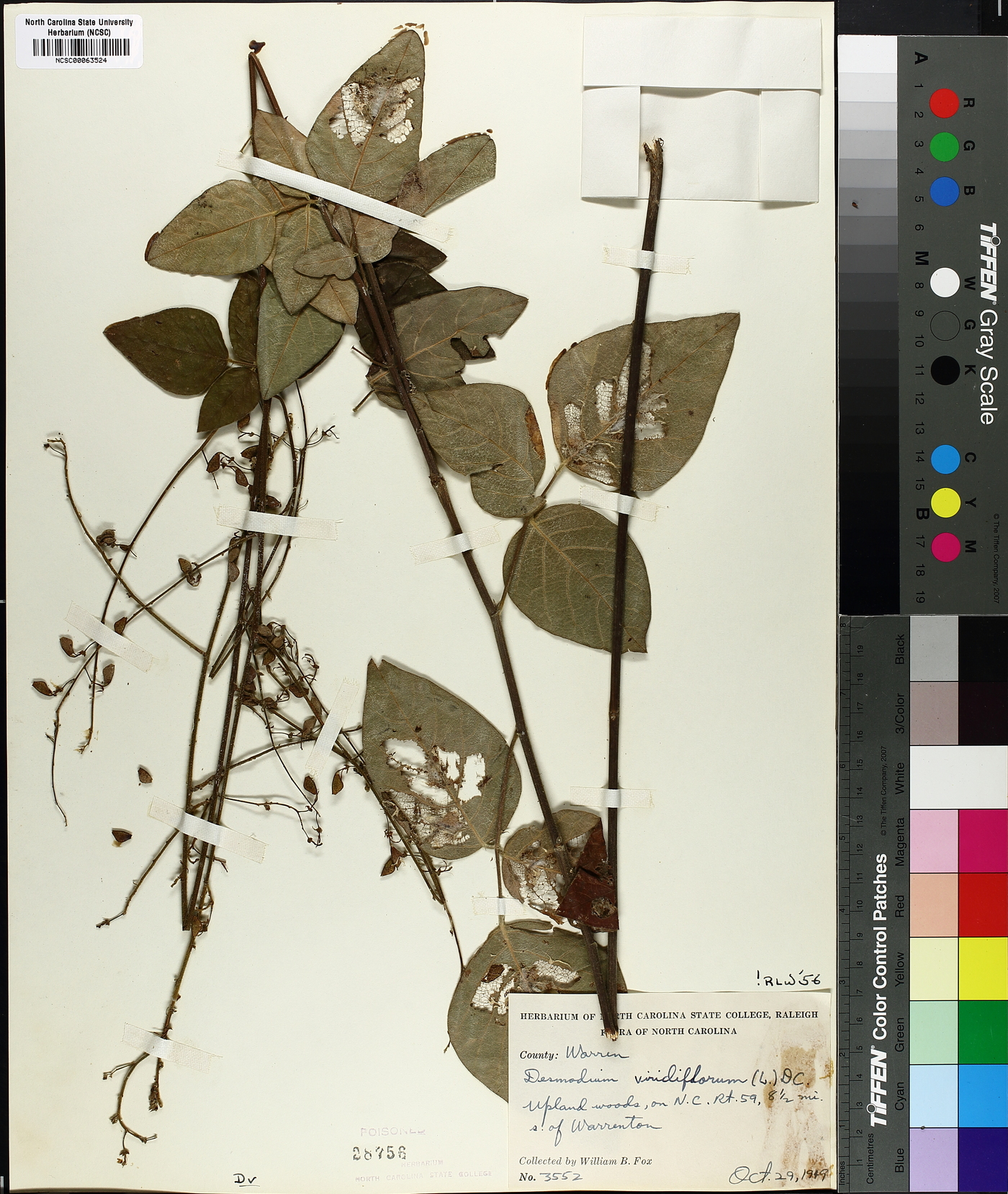 Desmodium viridiflorum image