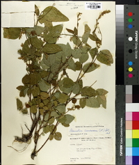 Desmodium canescens image