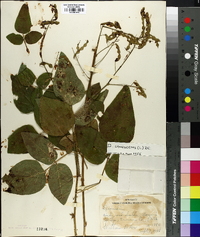 Desmodium canescens image