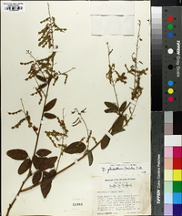 Desmodium glabellum image