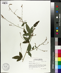 Desmodium glabellum image