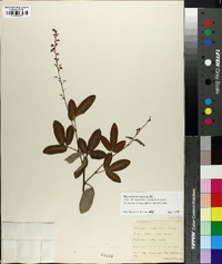 Desmodium incanum image