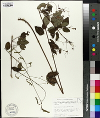 Desmodium laevigatum image