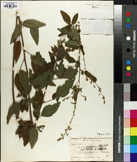 Desmodium perplexum image