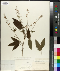 Desmodium rigidum image