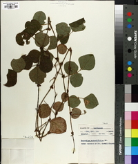 Desmodium rotundifolium image