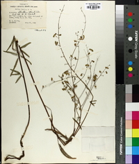 Desmodium strictum image