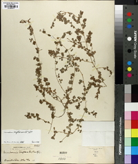 Desmodium triflorum image