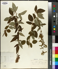 Desmodium canadense image