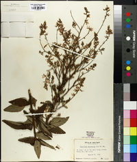 Desmodium canadense image