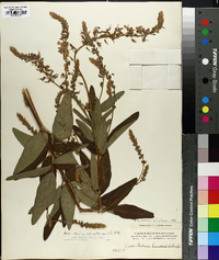 Desmodium canadense image