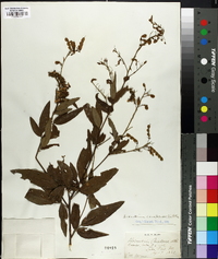 Desmodium canadense image