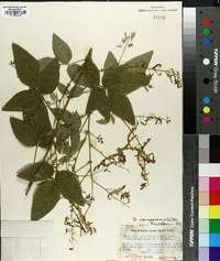 Desmodium canescens image