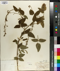 Desmodium canescens image