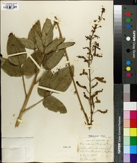 Desmodium illinoense image